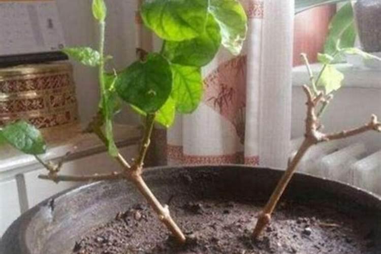 果树开花打什么农药坐果率高(开花期喷什么药多挂果)