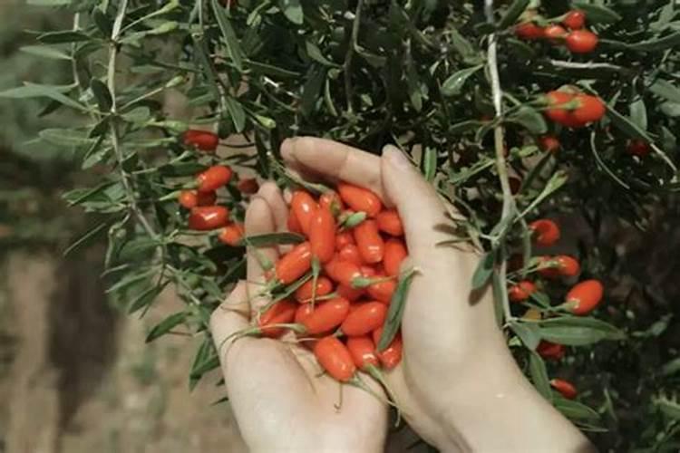 苹果树喷什么叶面肥好