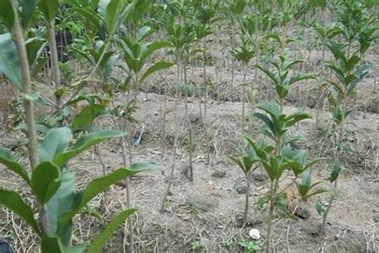 合理施西瓜水溶肥是提高西瓜产量与品质的关键