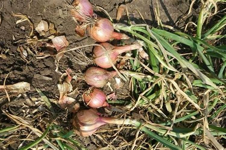 烯草酮能打毛葱吗？