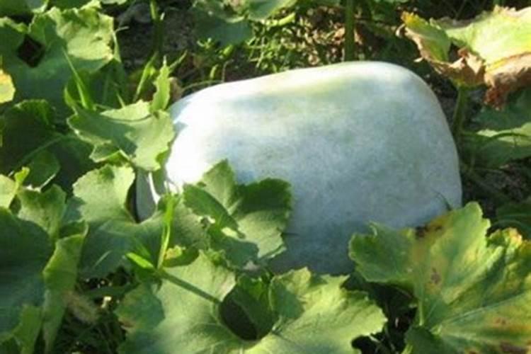 种瓜用什么肥料好又甜又大。