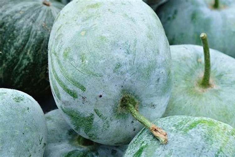 南瓜长蔓不结果是什么肥料多了？