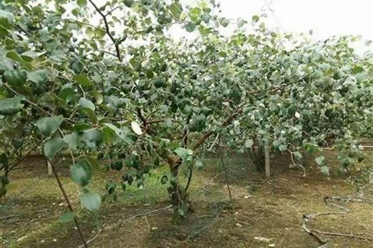 台湾青枣应该如何施肥