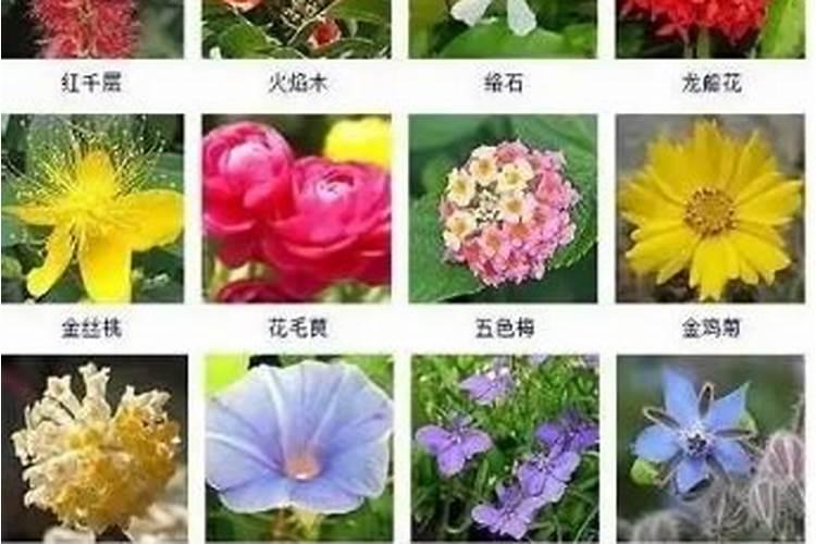 氮肥适合浇什么花