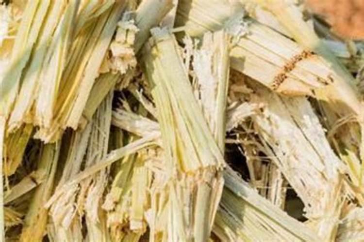 蔗糖使用硼肥会怎么样？