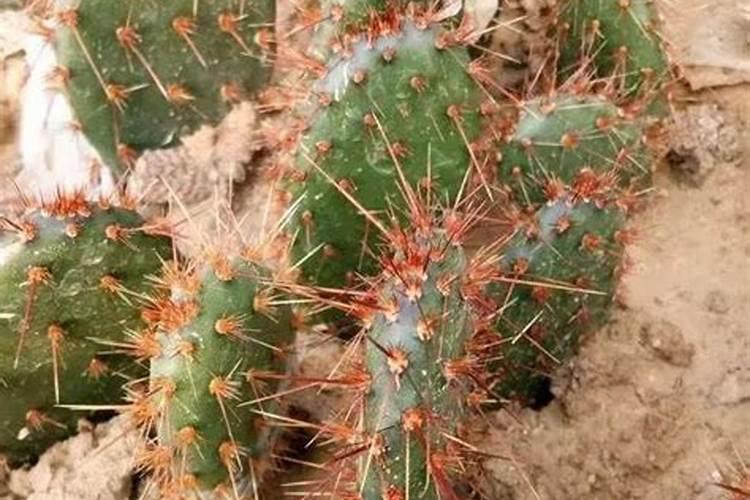 茶花最忌三种肥料