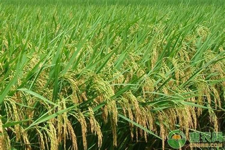 肥大的水稻后期还喷叶面肥吗？水稻抽穗困难齐穗期还喷叶面肥吗？