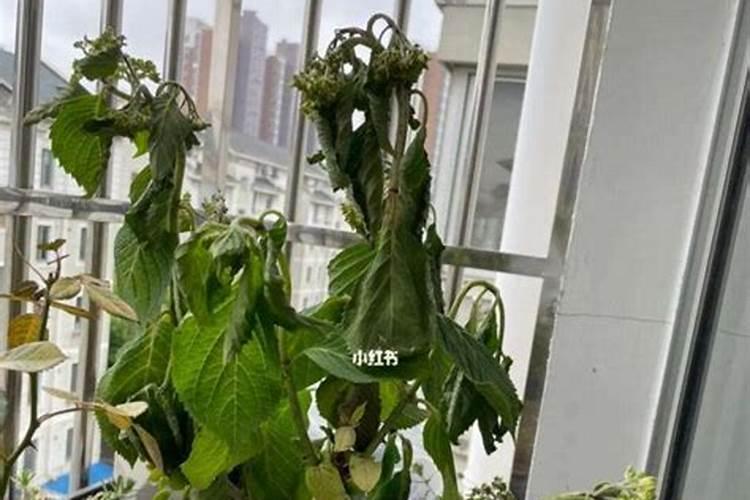 君子兰为什么不开花 不开花原因及解决方法