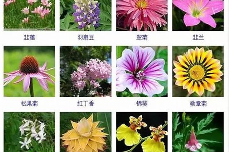 84消毒液和烟灰对植物有伤害吗