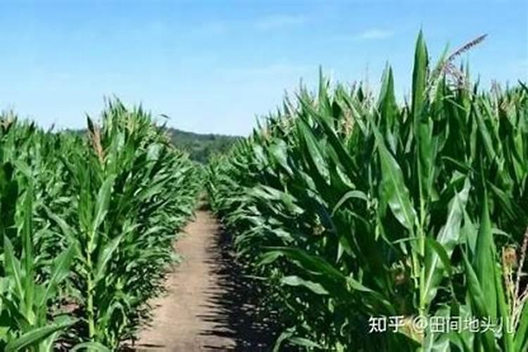 硝碱地玉米不生根怎么办呢？