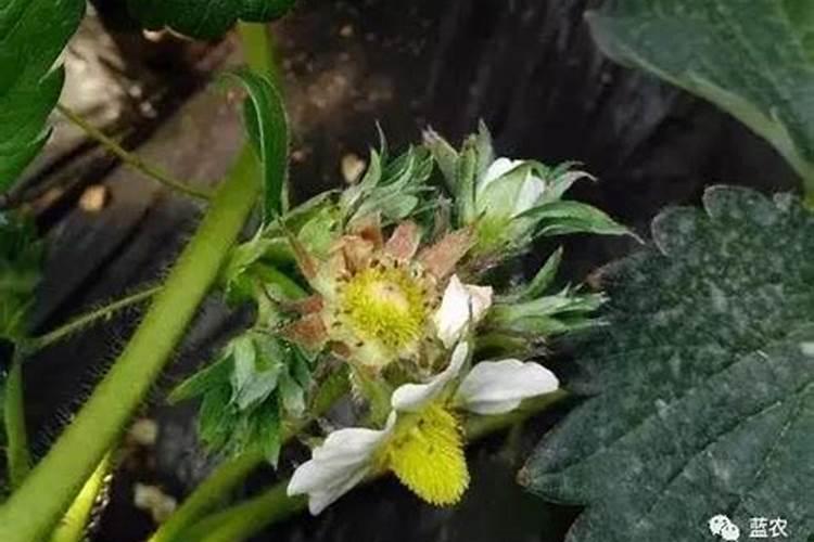 在种植过程中 草莓需要补钙么 草莓缺钙怎么办用什么补钙最好