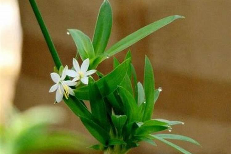 全脂大豆粉和膨化大豆粉是一回事吗