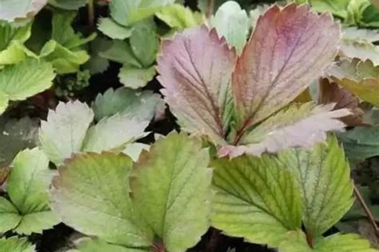 马铃薯秧子徒长什么时候用亚磷酸钾？