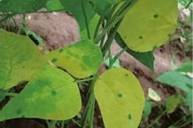 夏大豆的管理很重要,夏大豆怎么管理？