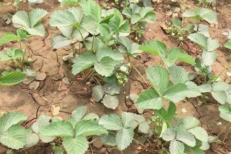 草莓什么时候施肥最好？
