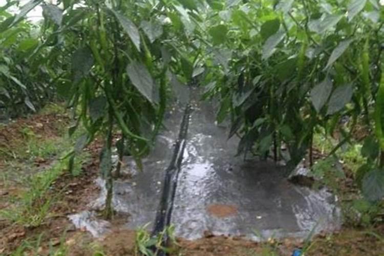 苯醚甲环唑 糖醇钙 芸苔素 噻虫嗪 磷酸二氢钾混用吗