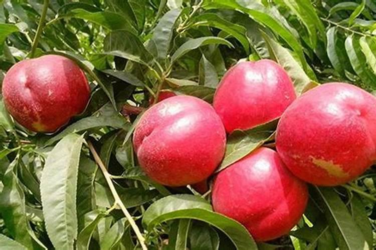 中油油桃现在用什么肥