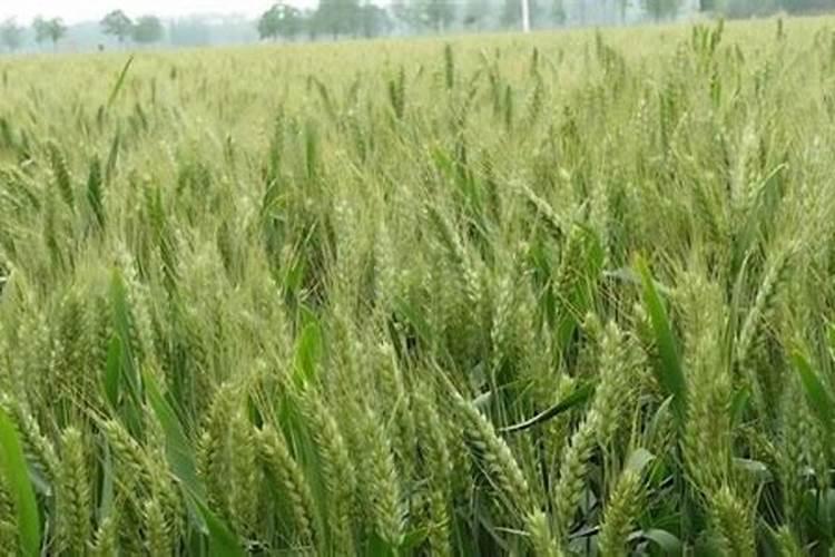 钾肥的最佳使用时间