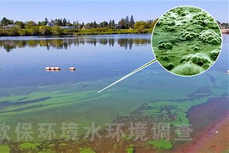 百香果叶面肥有哪些