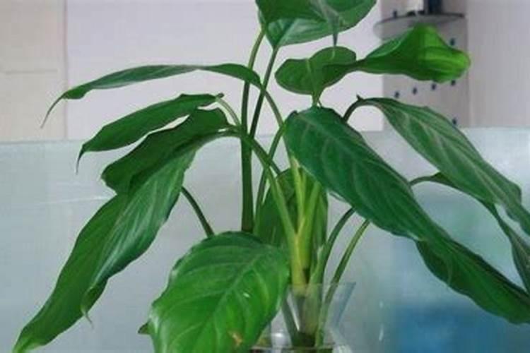 万年青夏天能施肥吗？万年青的施肥注意事项