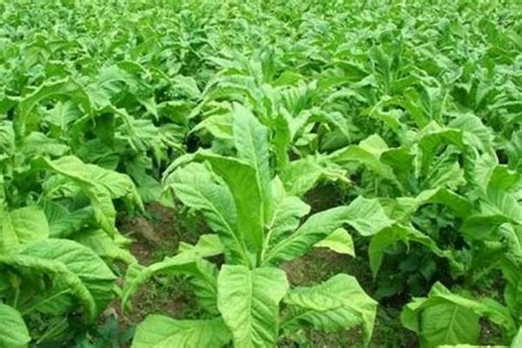 种植烤烟需要什么技巧吗
