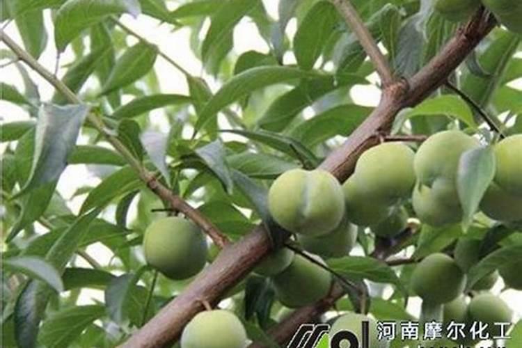 大蒜施什么肥最好