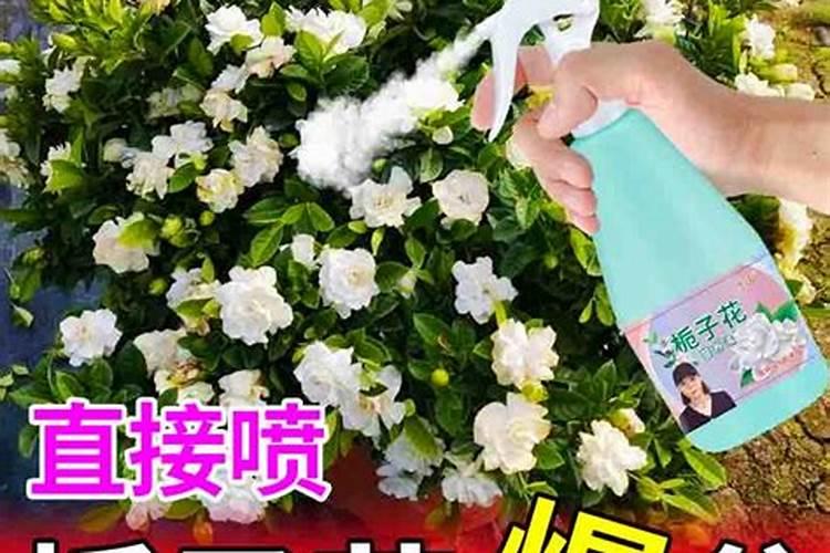 柑橘膨大期喷什么叶面肥结果多？座果期怎么用肥料？冲施什么肥