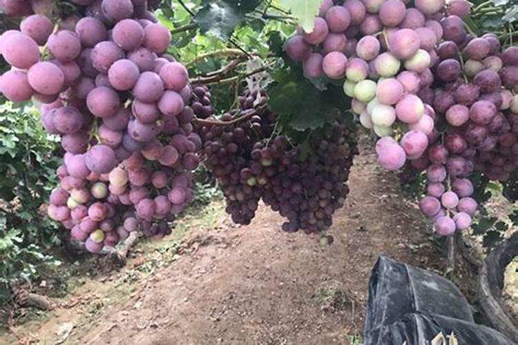 阳光玫瑰葡萄怎样抹芽梢？