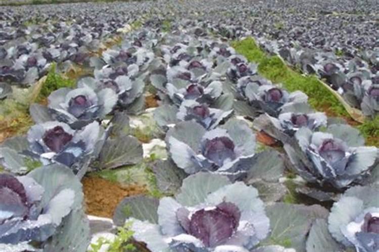 家庭种植紫包菜方法