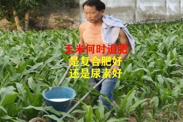 玉米后期追什么肥料好