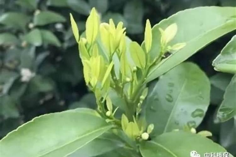 柑橘叶面肥有哪些