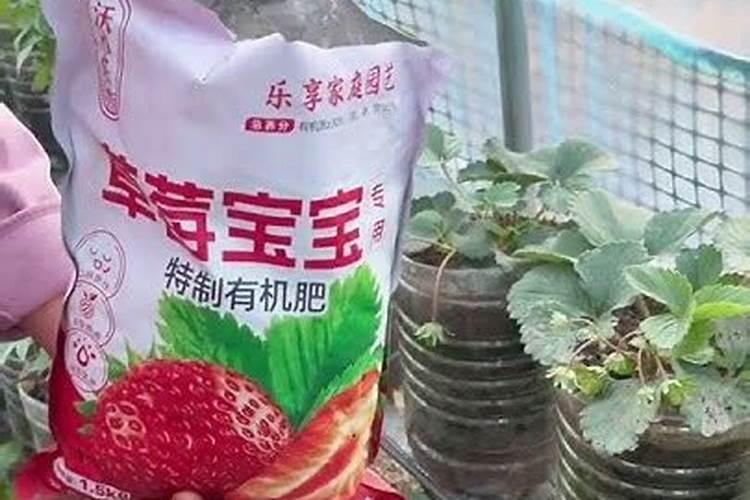 自家种的草莓怎么施肥