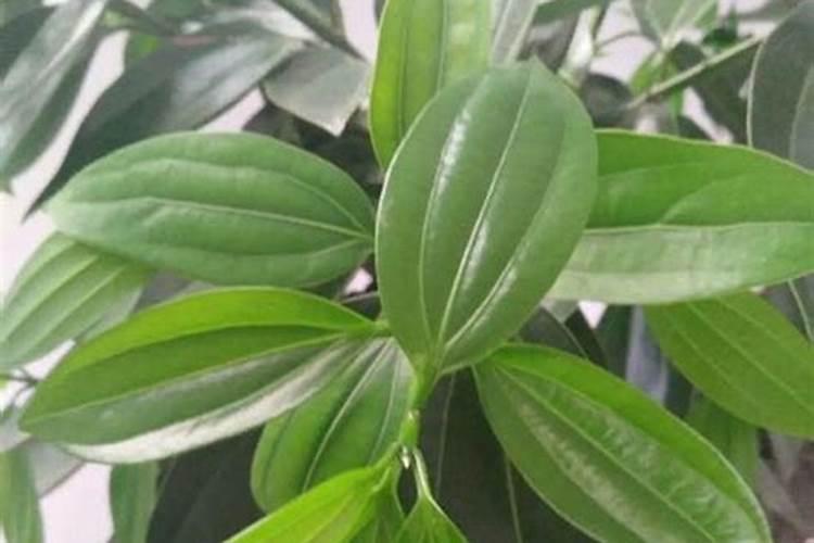 玉米灌浆期浇水好吗