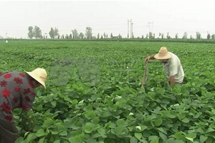 大豆结荚期用什么叶面肥