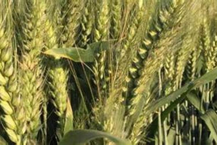 小麦追什么肥最好