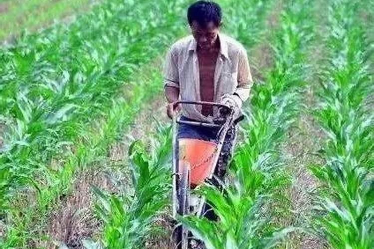 玉米差不多开花追什么肥料最好