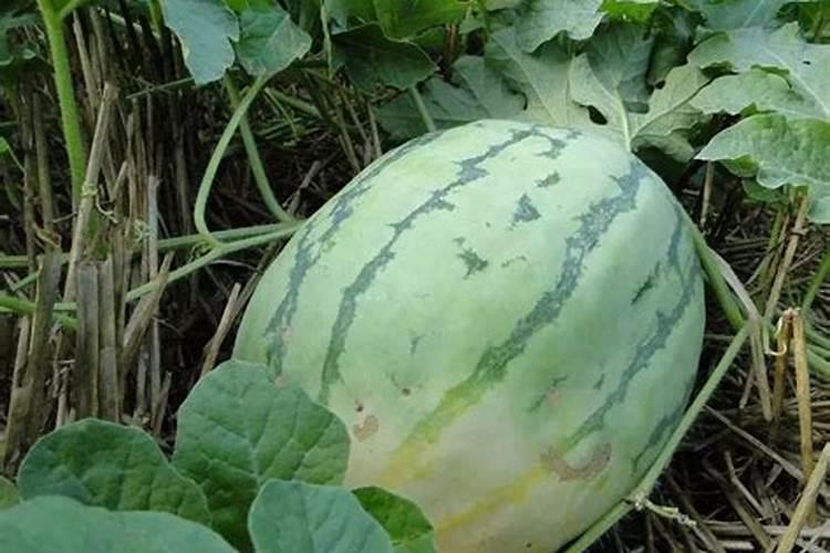 氮肥超标对西瓜危害是什么