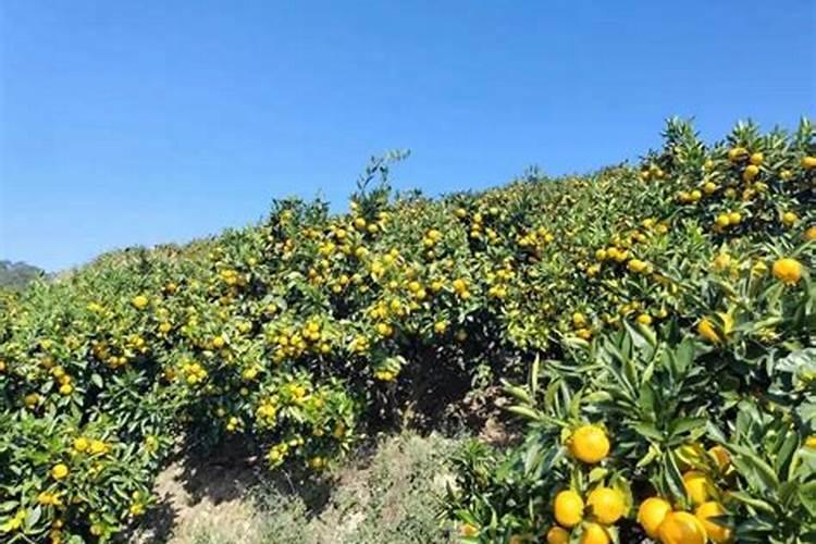 桔树怎么施肥,苗期和结果期,什么季节施