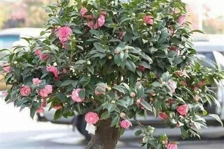 人血白蛋白的残液可以浇花么,怎么浇