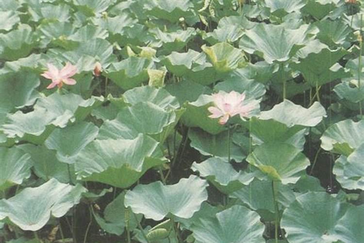 农民给庄稼灌过施肥为什么不直接施在精荷叶上而且是在土壤里？