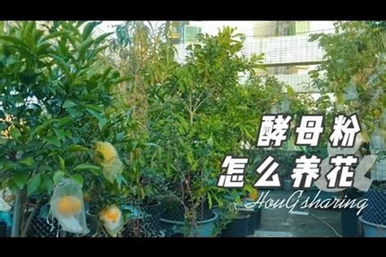 自制多肉生根水的最好办法