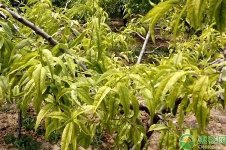 晚白柚促花措施