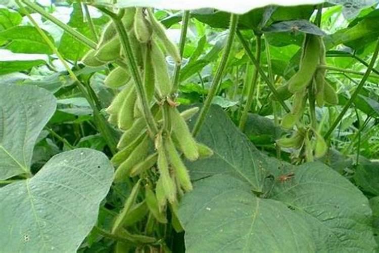 黄豆喜欢什么肥料