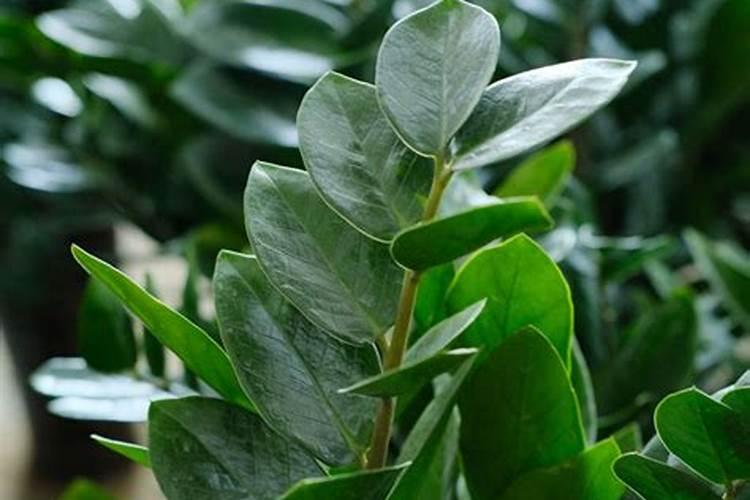 敌百辛硫磷防治哪些虫