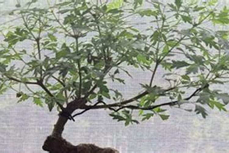 家里养的荆棵盆景到了冬天叶子会掉光吗？