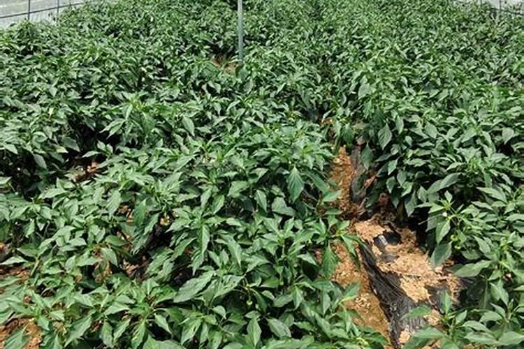 辣椒用什么叶面肥