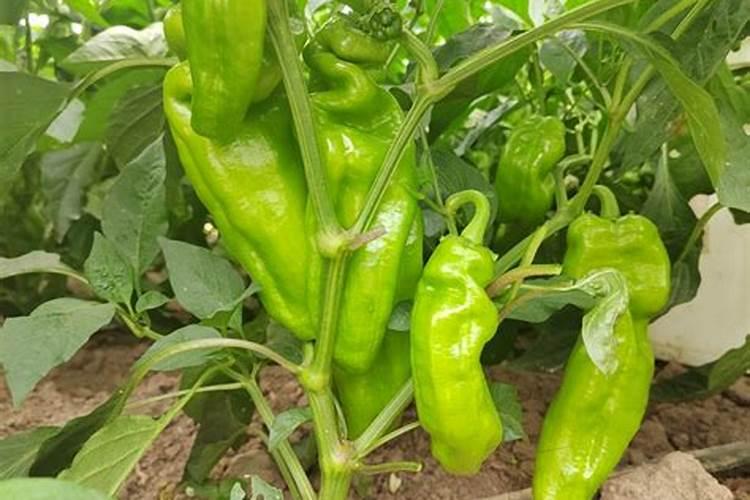 辣椒打啥叶面肥最好