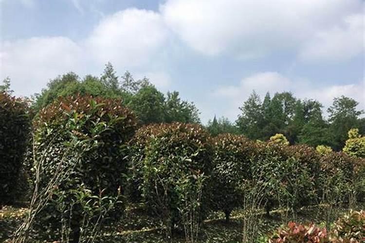 水溶肥料的密度是多少