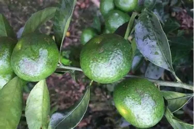 柑橘二次生理落果严重？选对肥料,转青快,坐果稳!