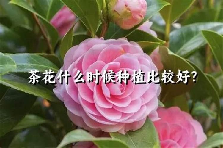茶花怎么养比较好？
